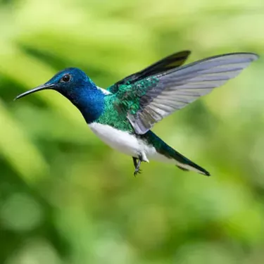 Welches Verbreitungsgebiet gibt es für Kolibris?