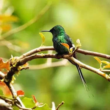 Welche einzigartigen Nahrungsressourcen gibt es für Kolibris in städtischen Parks und Gärten?