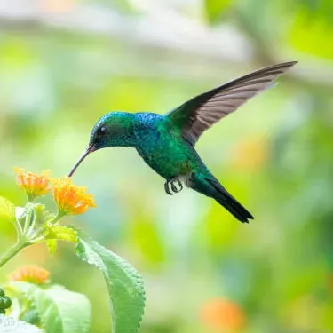 Wie hängt die Nahrungsquelle von Kolibris mit der Wahl ihres Lebensraums zusammen?