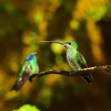 Haben Kolibris beim Fressen einen festgelegten Bewegungsbereich?