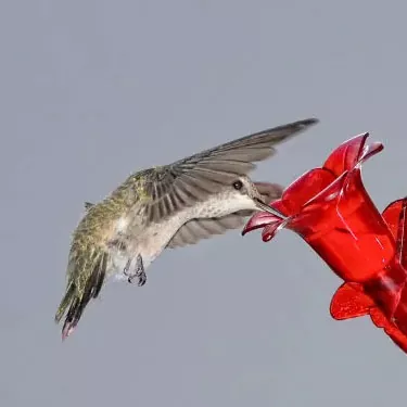 Wann fressen Kolibris am liebsten?