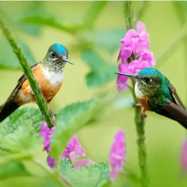 Hat die Farbe eines Kolibri-Futterhäuschens einen Einfluss auf die Attraktivität eines Kolibri?