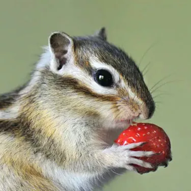 Welche Arten von Anti-Eichhörnchen-Futterspendern sind langlebiger?