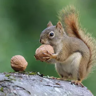 Wie lange halten Anti-Eichhörnchen-Futterspender?