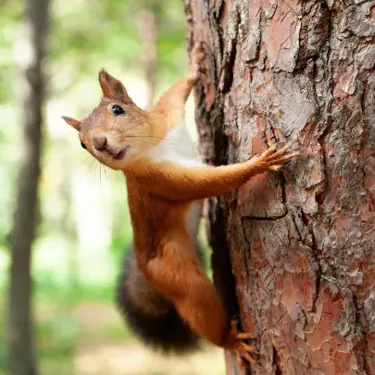 Welche Vor- und Nachteile haben Anti-Eichhörnchen-Futterspender?