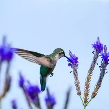 Welche Faktoren beeinflussen die Fortpflanzungsfähigkeit eines Kolibris?