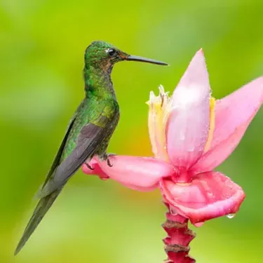 Wie ist der aktuelle Stand des Kolibris-Schutzes?