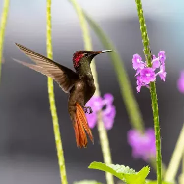 Welche ökologische Bedeutung haben Kolibris?