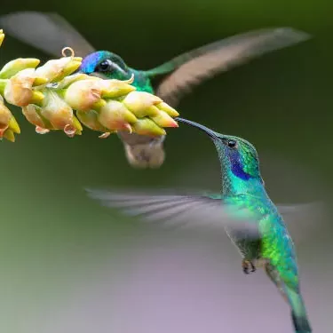 Wie passt sich der Kolibri seiner ökologischen Rolle an?